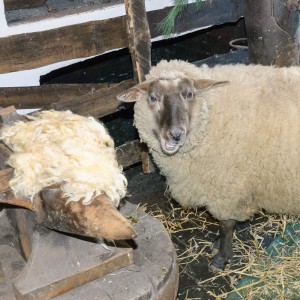 Vom Schaf bis zum Pullover